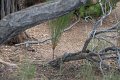 2011-07-07_Grand Canyon-Tag13_236